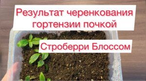 Результат черенкования гортензии почкой в грунте и во мхе🌺