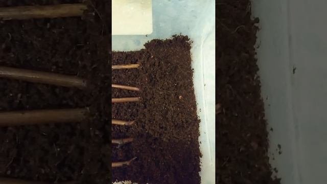 проращивание черенков в кокосе.