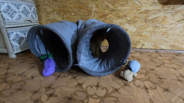 ОЧЕНЬ НЕРВНЫЙ ДЕНЬ . БАРОН УСНУЛ НА КОГТЕТОЧКЕ#ПИТОМНИКРКФМАРИМИСТИК#ЧИХУА И КОШКИ ПЕРВОЕ ЗНАКОМСТВ смотреть онлайн