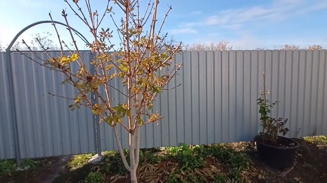 Как растет Голубика в контейнерах? смотреть онлайн