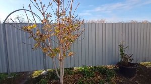 Как растет Голубика в контейнерах?