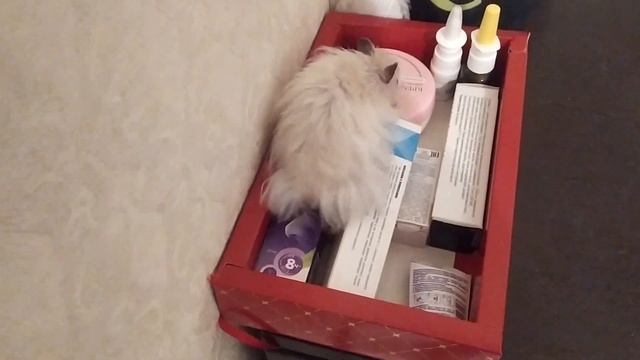 ВЫГУЛ ХОМЯКА. СИРИЙСКИЙ ХОМЯК