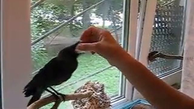 Галчонок смотреть онлайн