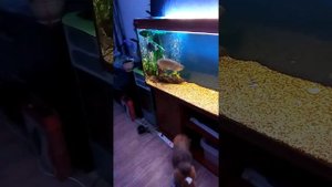 Моя Арованна джардини