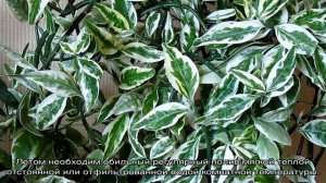 Педилантус титималоидный — уход и размножение комнатного растения