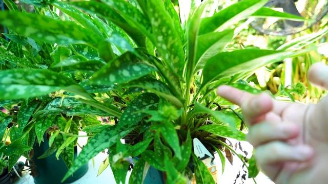 Lungwort! Pulmonaria Growing and Heat Tips смотреть онлайн