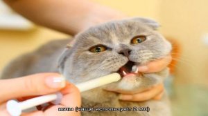 Как дать таблетку кошке или коту