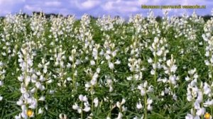Люпин белый Дега (Люпин белый Dega). Краткий обзор, описание характеристик, где купить семена Dega