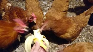 Куры едят банан?!