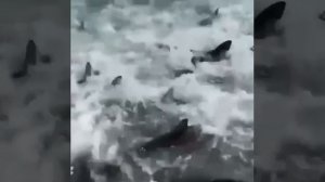 Sharks in chaos 🦈