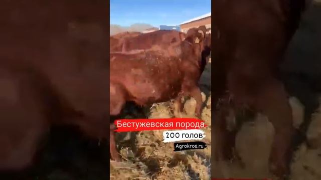 200 голов Бестужевская порода нетелей и коров купить. Мясо - Молочная порода крупно рогатого скота.