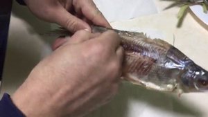 Рыба Сопа из Астрахани