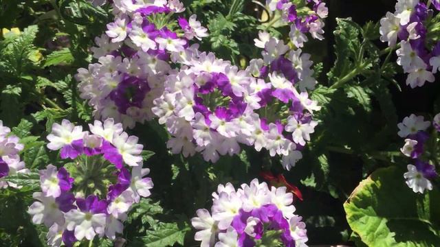 Verbena flower смотреть онлайн