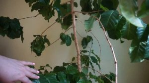 Кофе арабика уход в домашних условиях