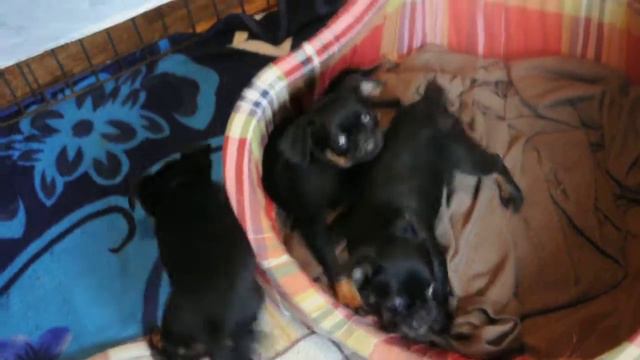 граций2 смотреть онлайн