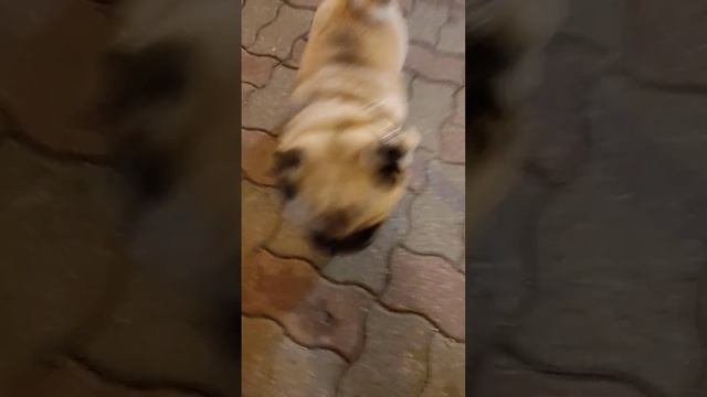 Вечерний Минск #Беларусь #Минск #вечердобрый #мопсик #упёртыш смотреть онлайн