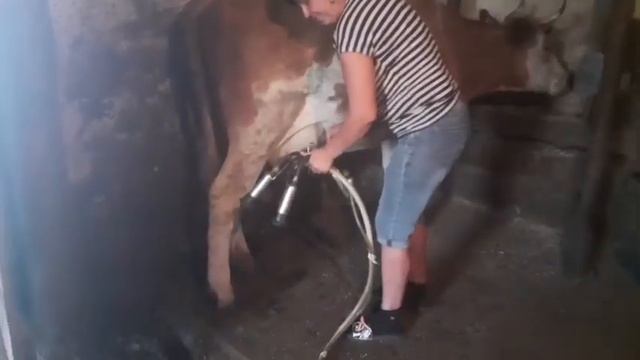 Учимся доить коров. Часть 1 смотреть онлайн