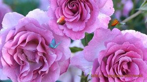 Роза чайно-гибридная Виолет Парфюм (Violette Parfume) ? обзор: как сажать, саженцы розы