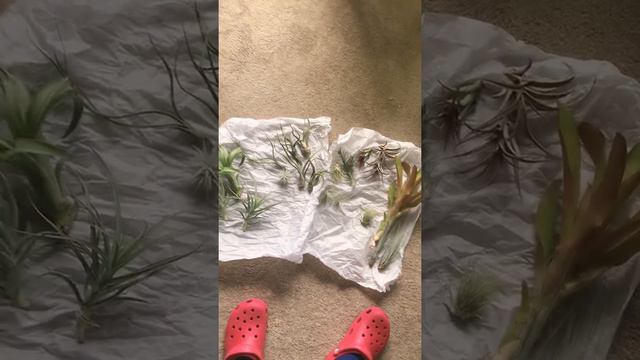 Air plant Hub mystery Box- Unboxing смотреть онлайн