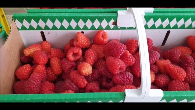 К фермеру за малиной!Как у фермера все устроено. смотреть онлайн