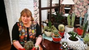 Маммилярия (Mammillaria)? Особенности ухода за нашей красавицей. НЕОБЫЧНЫЙ ГОРШОК ? ЭКСКЛЮЗИВ!)))