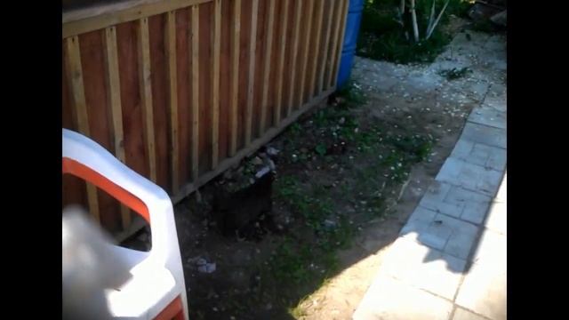 Вес цыпленка породы Джерсийский Гигант в 7 недель. смотреть онлайн