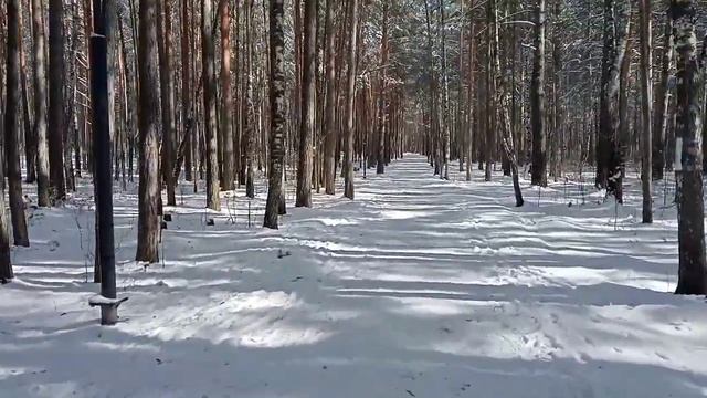 ЛЕСОПАРК «БЕЛКИН ДОМ» В СОСНОВОБОРСКЕ смотреть онлайн