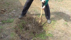 Как приподнять молодое деревце после осадки грунта