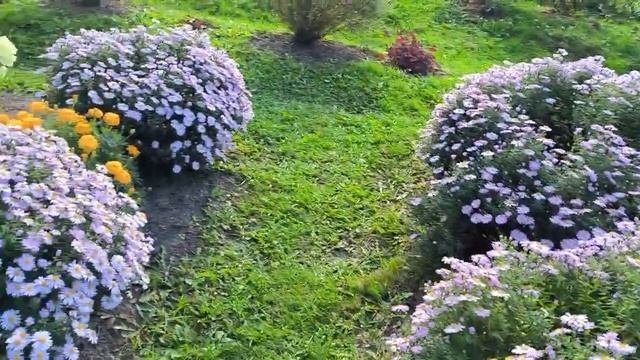 Простые многолетники, которые выглядят  осенью богато.