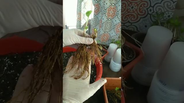 Урок 26. Как выглядят здоровые корни у земляники (клубники)? #садоводство #выращиваниеклубники