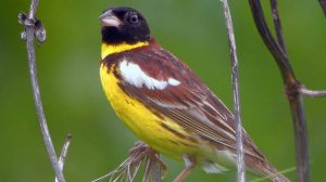 Дубровник (Emberiza aureola) - Yellow-breasted Bunting