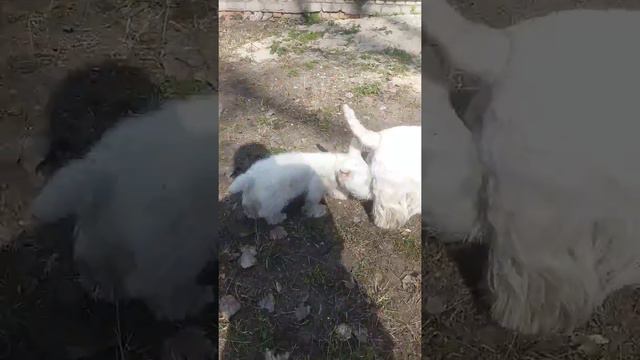 Питомник LOVE SHEV'S. Щенки вест хайленд вайт терьера.