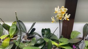 Посылка с азиатскими орхидеями🌸