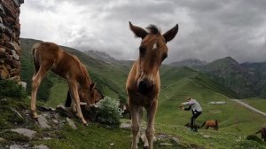 ГРУЗИЯ, Казбеги (Степанцминда), Гергети - ГОРА КАЗБЕК ТАК БЛИЗКО! НЕПРЯЧСЯ! / Лошадки / 43 серия