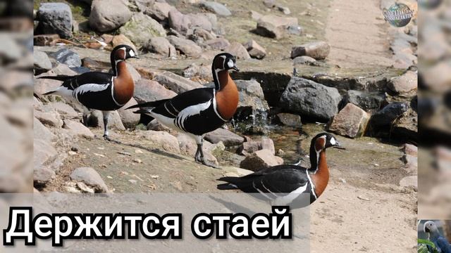 Краснозобая казарка (англ. Red-breasted goose) смотреть онлайн