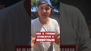 КАК В ТУРЦИИ ОТНОСЯТСЯ К ЖИВОТНЫМ