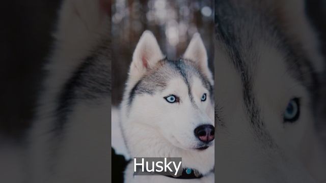 siberian husky