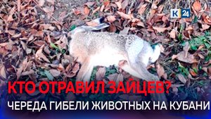 ?Мертвые зайцы: почему на Кубани гибнут дикие животные?