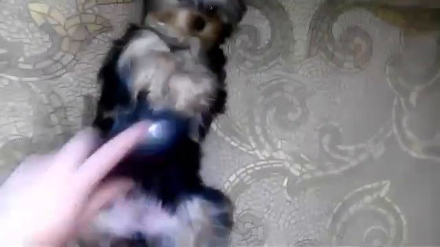 " Йоркширский терьер " смотреть онлайн