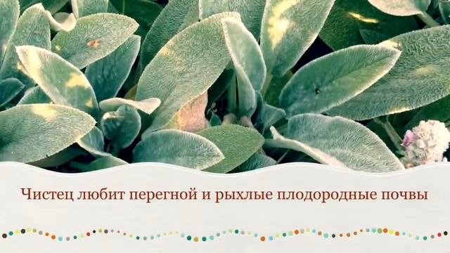 Очиток, Чистец, Живучка