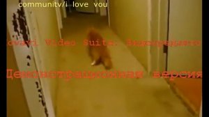 Прикольная реклама вискас