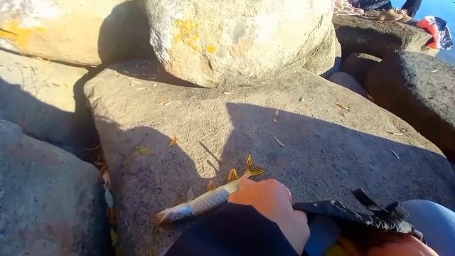 Купил приманку и ЩУКА сошла с ума!!! Рыбалка на спиннинг. Закрытие сезона спиннинга 2021.