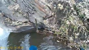 Охота на норку проверка капканов