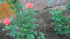 'Voodoo' rose seedlings