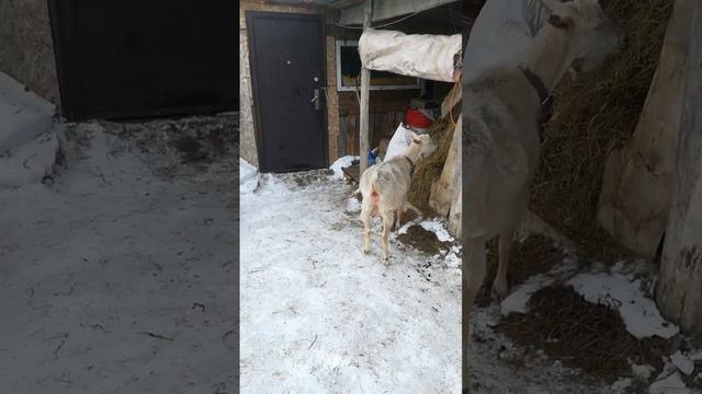 22 февраля 2023 год Маша 🐈в ожидании чуда 😂😂😂 смотреть онлайн