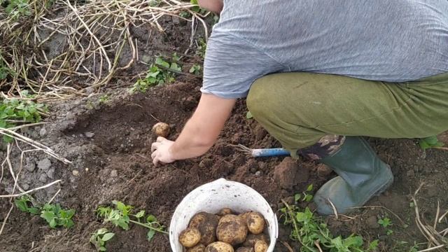 Картофель Венета, урожай 2021. смотреть онлайн