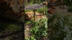 Опять поработали с кормушками и покормили наших фазанов ?