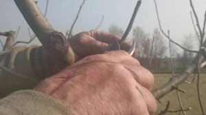 Обрезка яблони(ветка конкурент,апикальная доминанта)