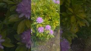 #Rhododendron #Blooming in my Garden Please Share with your love ones #stayhomewithme