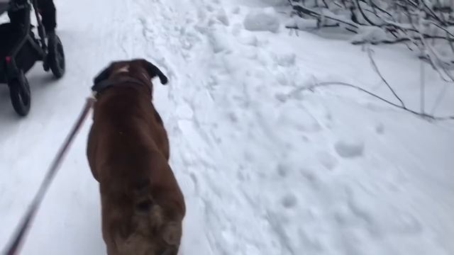 Нарвались на дерзкого кобеля в лесу смотреть онлайн